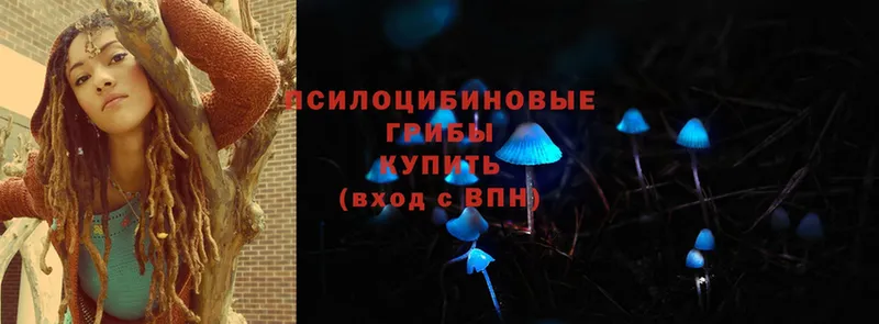 закладки  МЕГА онион  Псилоцибиновые грибы Cubensis  Весьегонск 